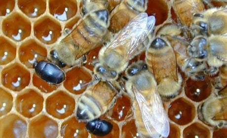 Hive Beetle Control